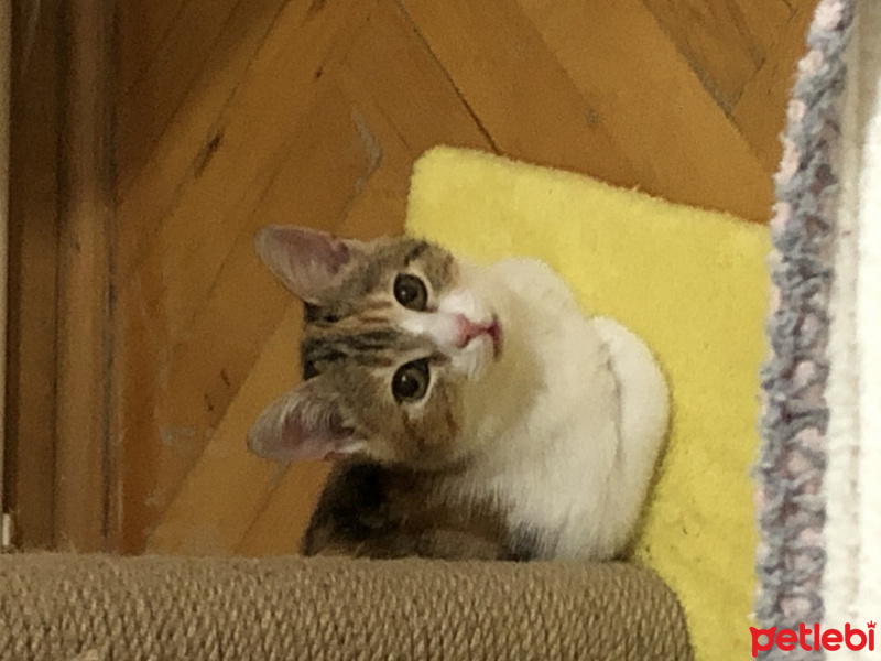 Tekir Kedi, Kedi  Mocha fotoğrafı