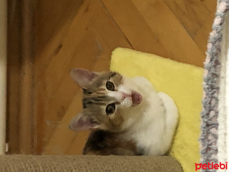 Tekir Kedi, Kedi  Mocha fotoğrafı