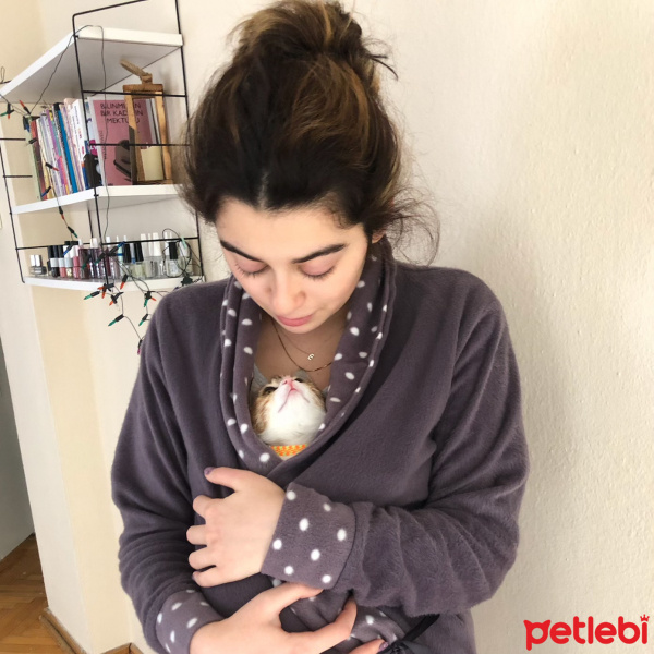 Tekir Kedi, Kedi  Mocha fotoğrafı