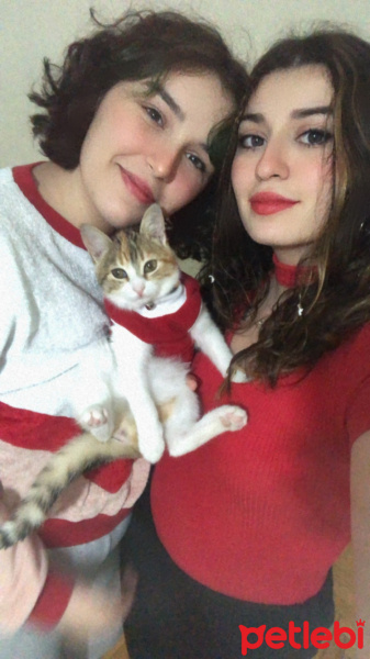 Tekir Kedi, Kedi  Mocha fotoğrafı