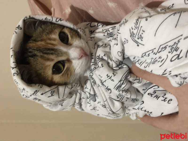 Tekir Kedi, Kedi  Mocha fotoğrafı