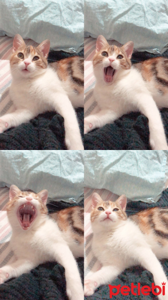 Tekir Kedi, Kedi  Mocha fotoğrafı