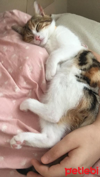 Tekir Kedi, Kedi  Mocha fotoğrafı