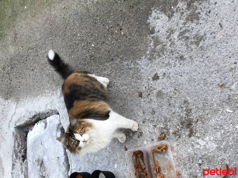 Tekir Kedi, Kedi  Mocha fotoğrafı