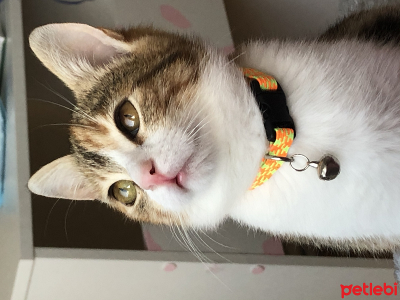 Tekir Kedi, Kedi  Mocha fotoğrafı