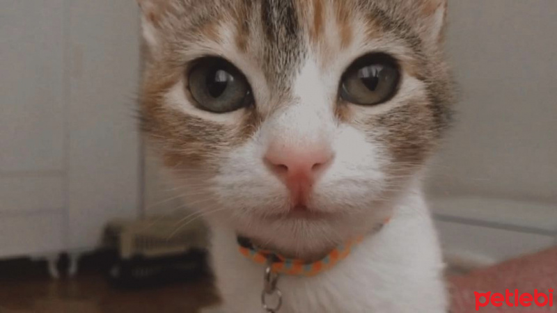 Tekir Kedi, Kedi  Mocha fotoğrafı