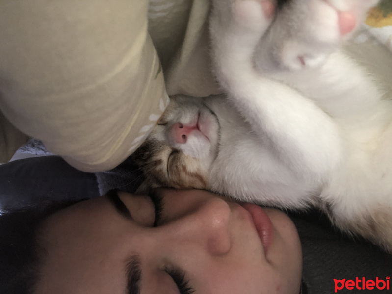 Tekir Kedi, Kedi  Mocha fotoğrafı