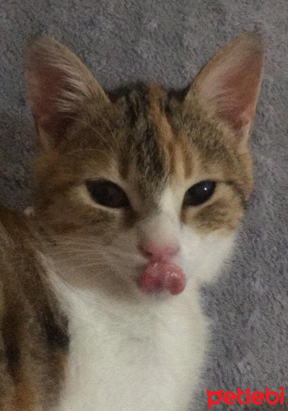 Tekir Kedi, Kedi  Mocha fotoğrafı