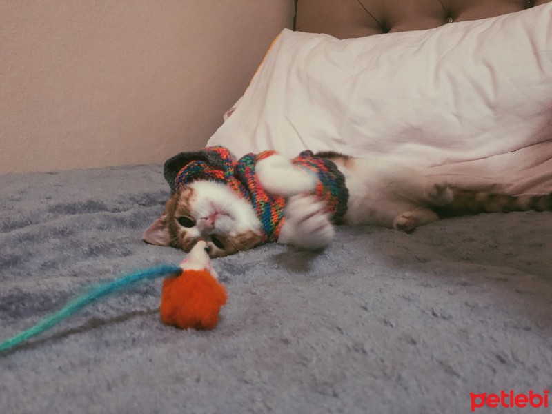 Tekir Kedi, Kedi  Mocha fotoğrafı