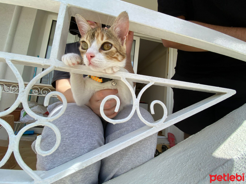 Tekir Kedi, Kedi  Mocha fotoğrafı