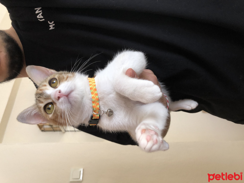 Tekir Kedi, Kedi  Mocha fotoğrafı