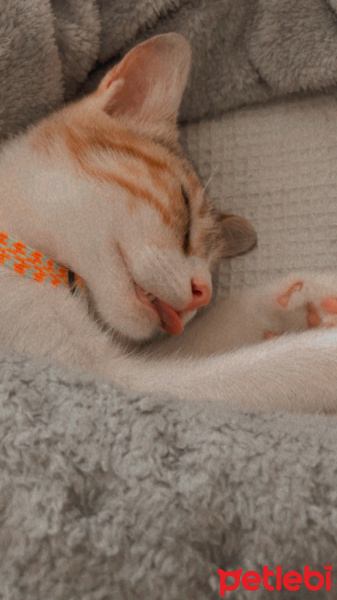 Tekir Kedi, Kedi  Mocha fotoğrafı