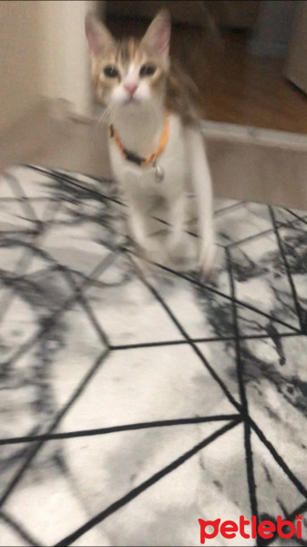 Tekir Kedi, Kedi  Mocha fotoğrafı