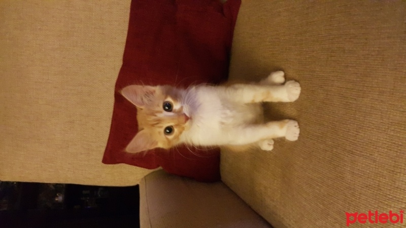 Tekir Kedi, Kedi  Rüzgâr fotoğrafı