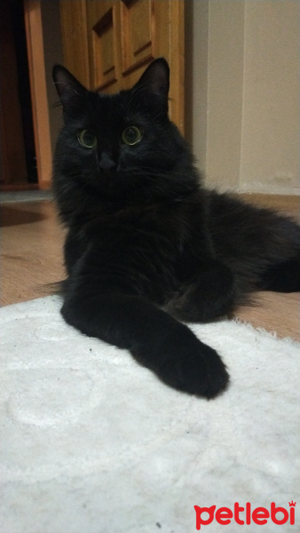 Tekir Kedi, Kedi  Kömür fotoğrafı