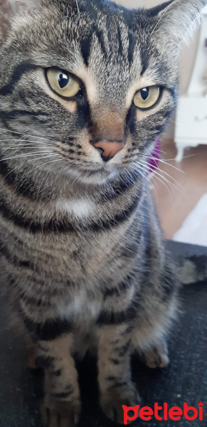 Tekir Kedi, Kedi  Kömür fotoğrafı