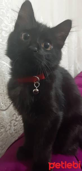 Tekir Kedi, Kedi  Kömür fotoğrafı