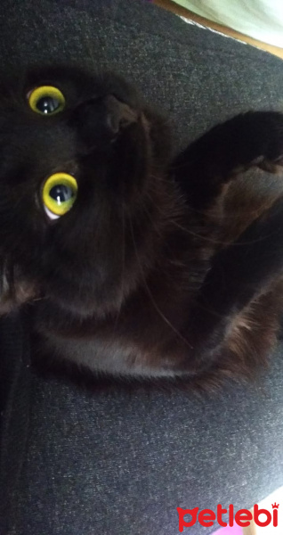 Tekir Kedi, Kedi  Kömür fotoğrafı