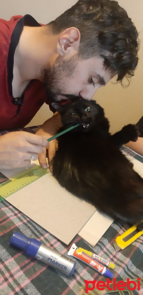 Tekir Kedi, Kedi  Kömür fotoğrafı