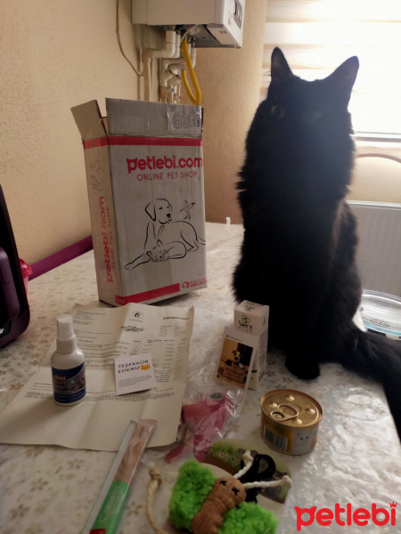 Tekir Kedi, Kedi  Kömür fotoğrafı