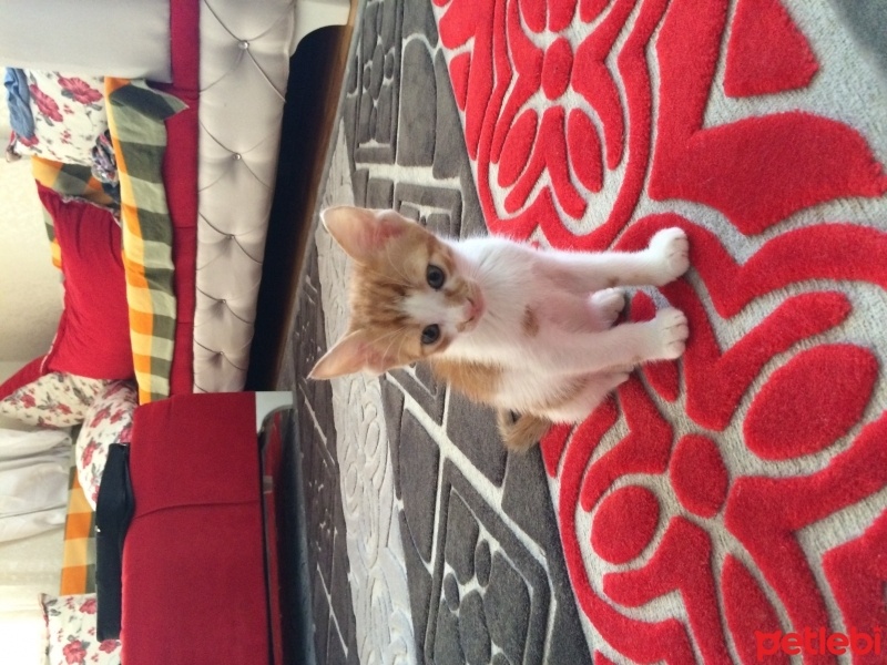 Tekir Kedi, Kedi  Pikaçu fotoğrafı