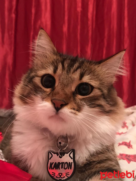 Tekir Kedi, Kedi  Karton fotoğrafı