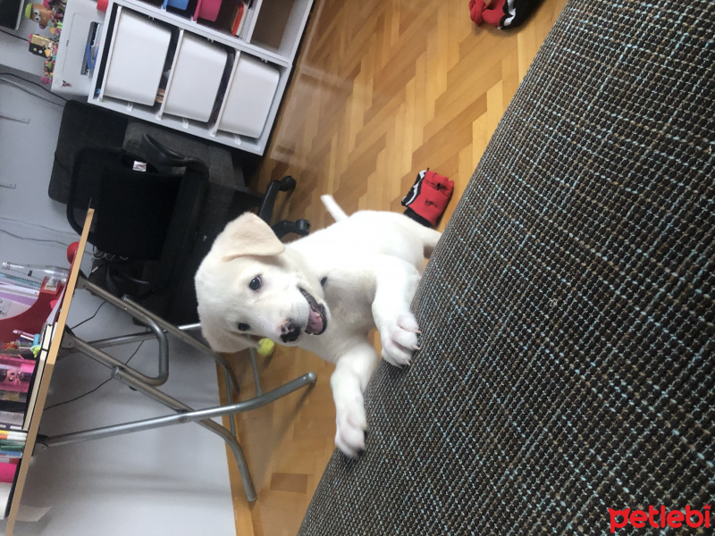 Golden Retriever, Köpek  Cookie fotoğrafı