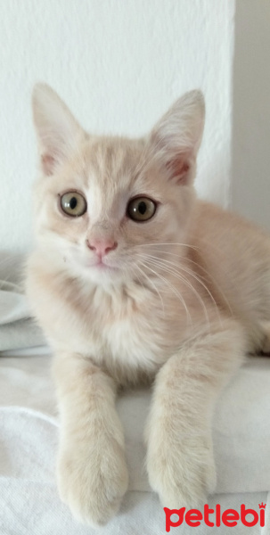Tekir Kedi, Kedi  Balım fotoğrafı