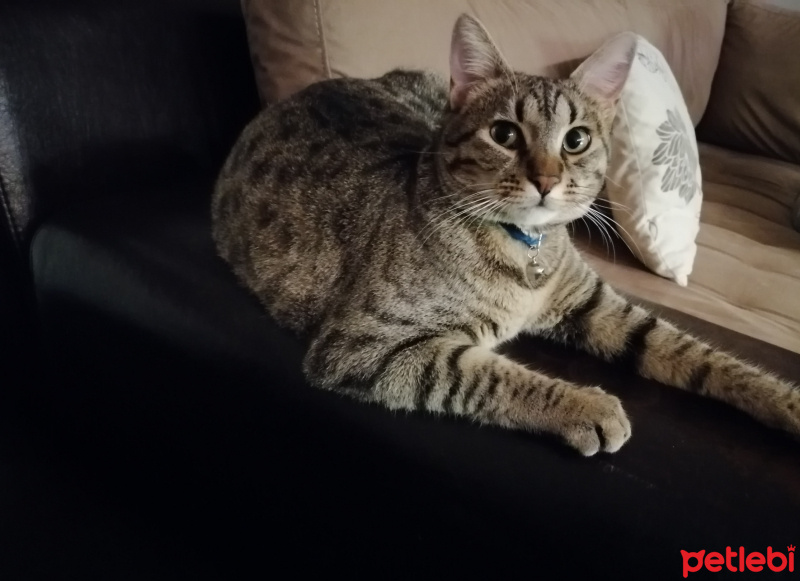 Tekir Kedi, Kedi  Plüton fotoğrafı