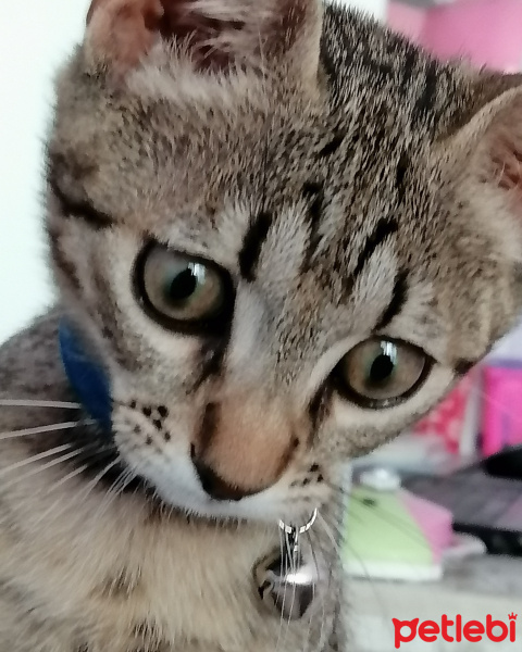 Tekir Kedi, Kedi  Plüton fotoğrafı