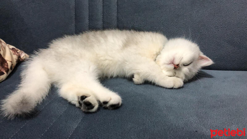 British Shorthair, Kedi  Casper fotoğrafı