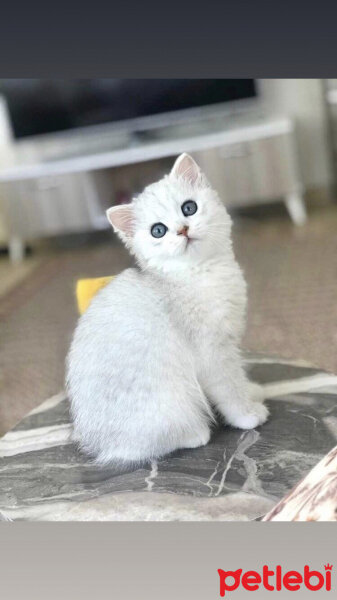 British Shorthair, Kedi  Casper fotoğrafı