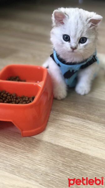 British Shorthair, Kedi  Casper fotoğrafı