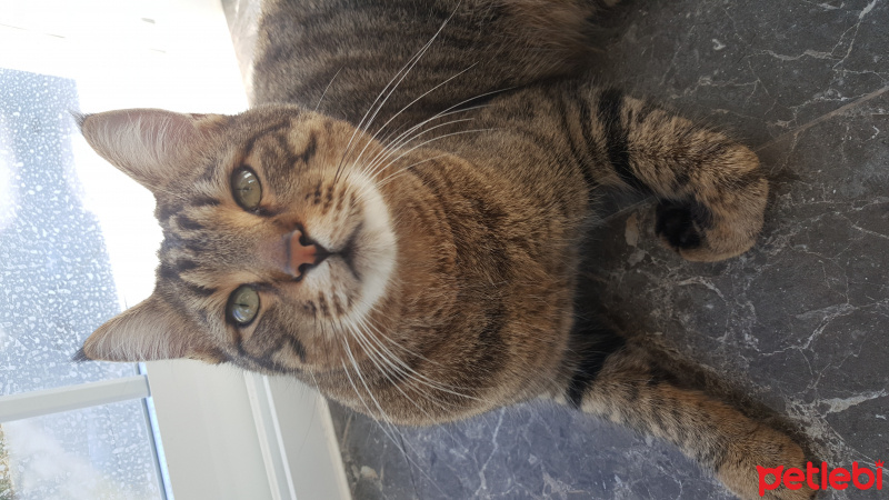 Tekir Kedi, Kedi  Pati fotoğrafı