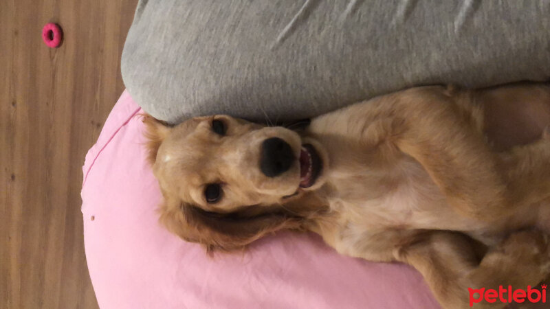 Amerikan Cocker Spaniel, Köpek  Coffee fotoğrafı