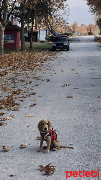 Amerikan Cocker Spaniel, Köpek  Coffee fotoğrafı