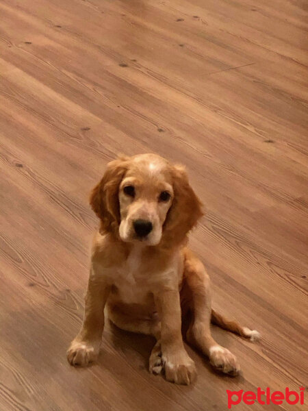 Amerikan Cocker Spaniel, Köpek  Coffee fotoğrafı