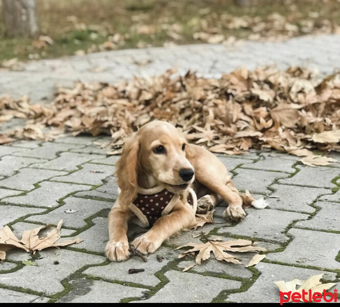 Amerikan Cocker Spaniel, Köpek  Coffee fotoğrafı