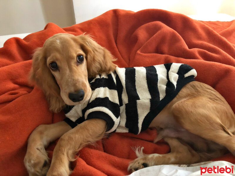 Amerikan Cocker Spaniel, Köpek  Coffee fotoğrafı