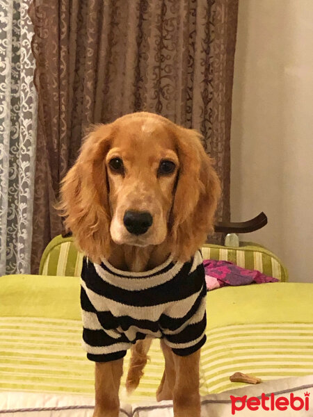 Amerikan Cocker Spaniel, Köpek  Coffee fotoğrafı