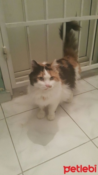 İran Kedisi (Persian), Kedi  yumak fotoğrafı