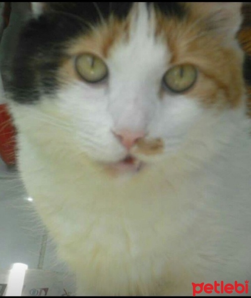 İran Kedisi (Persian), Kedi  yumak fotoğrafı