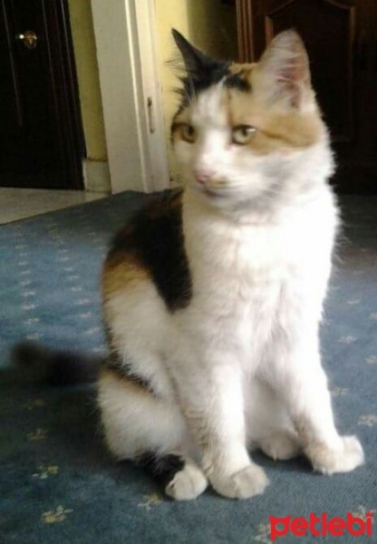İran Kedisi (Persian), Kedi  yumak fotoğrafı