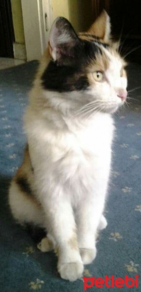 İran Kedisi (Persian), Kedi  yumak fotoğrafı