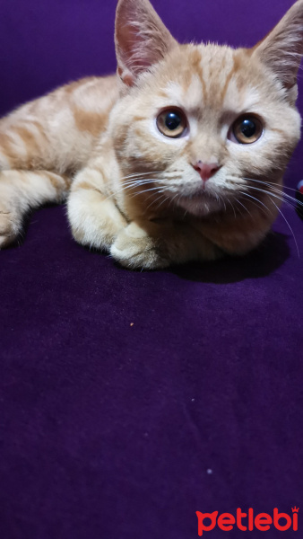 British Shorthair, Kedi  Makiş fotoğrafı