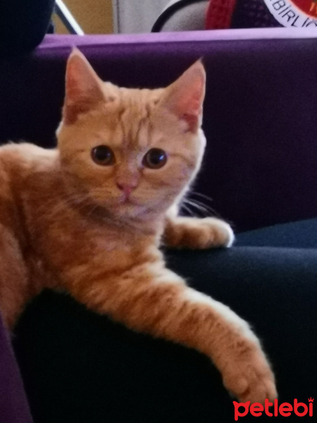 British Shorthair, Kedi  Makiş fotoğrafı