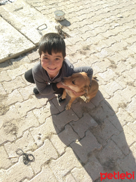 Dachshund (Sosis), Köpek  Duman fotoğrafı