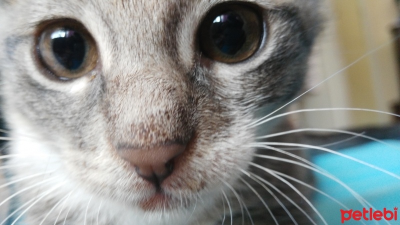 Tekir Kedi, Kedi  üzüm fotoğrafı