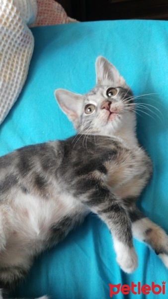 Tekir Kedi, Kedi  üzüm fotoğrafı