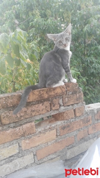 Tekir Kedi, Kedi  üzüm fotoğrafı